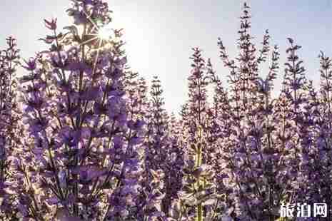 七八月份新疆赏花地推荐