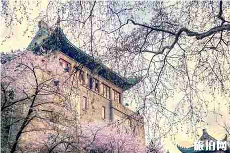 2019武大樱花3月25日开放 2019武大樱花攻略