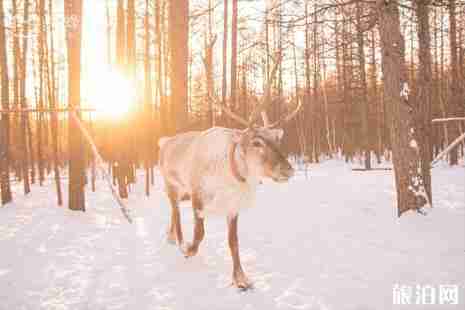 呼伦贝尔有哪些节日 呼伦贝尔三大节日时间+内容