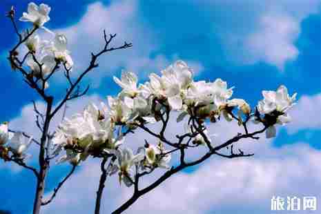 上海看白玉兰的地方推荐