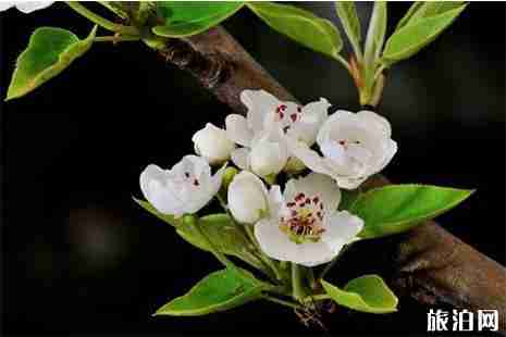 2019金凤梨花节3月7日开幕