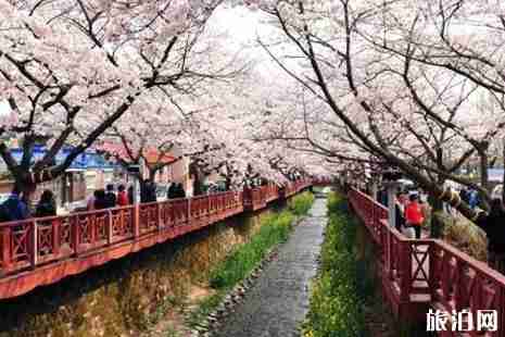 国外哪里的樱花最美+攻略
