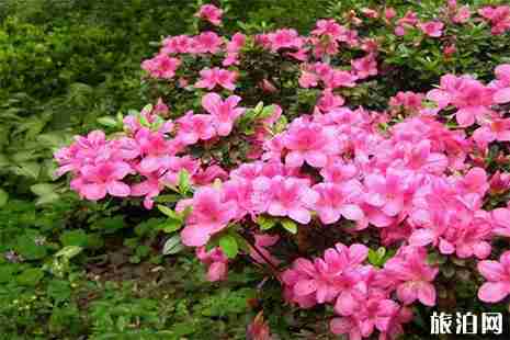 2019四川第十二届花舞人间杜鹃花节3月8日开启