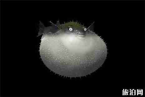 2019扬中河豚节3月8日开启