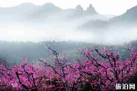 2019北京哪里桃花开了