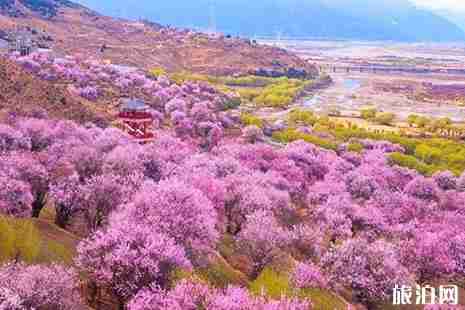 西安赏花攻略2019