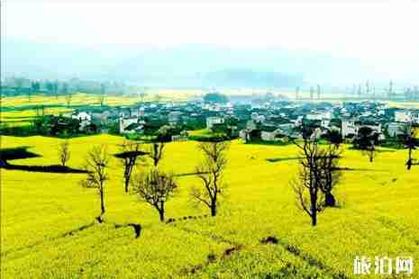 黄山赏油菜花观赏地图