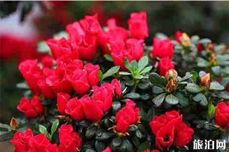 2019山东日照第十六届中国杜鹃花展览