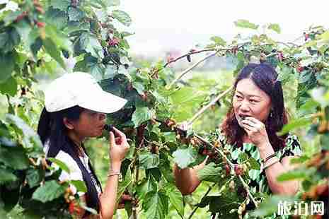2019深圳光明农场大观园桑葚熟了吗 门票+交通