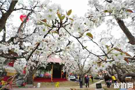 2019砀山梨花节 时间+门票