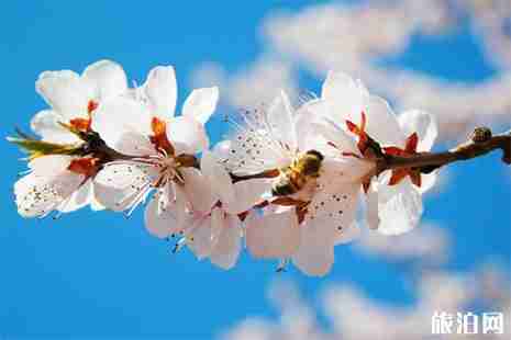 2019四川射洪县第二十一届桃花节 附活动时间安排