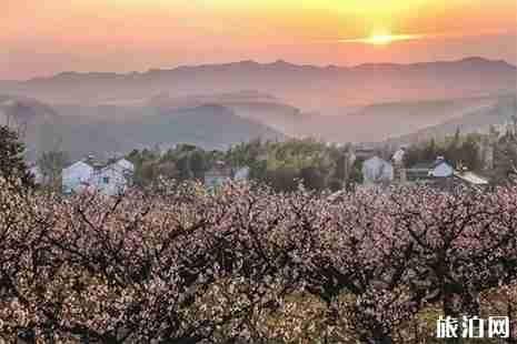 2019石家庄周边赏花地图 石家庄赏花好去处