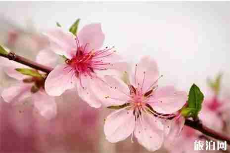 三月宜兴赏花地图2019