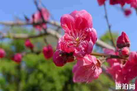 西安浐灞桃花潭公园要门票吗 2019赏花攻略