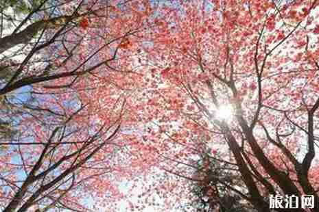 云南看樱花去哪里+赏花指南