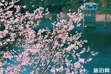 浙江赏樱花的地方推荐