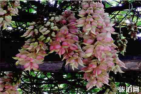 2019广东江门鹤山大雁山花朝节3月17日开启