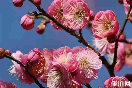 毫州蒙城赏花地点推荐 蒙城赏花地图