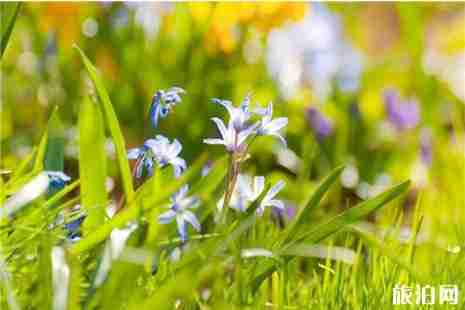 2019邳州赏花地图 邳州赏花好去处