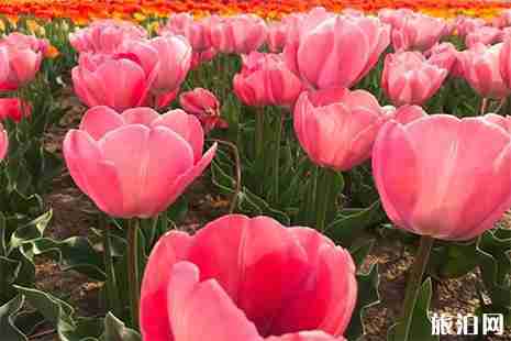 2019阜阳周边赏花地点推荐 阜阳赏花地图