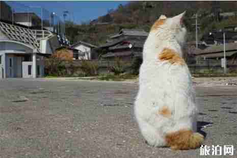 日本哪里看动物+攻略