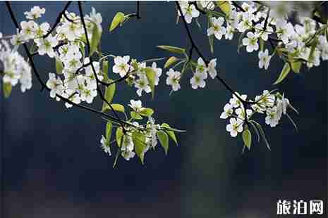 2019河南济源哪里可以赏花 济源赏花好去处