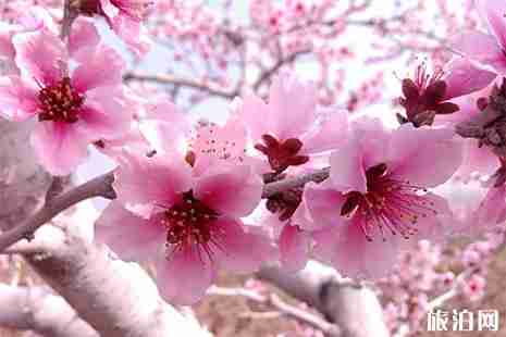 2019马鞍山哪里赏花比较好 马鞍山赏花地图