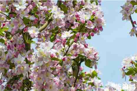 2019山西赏花地图 山西赏花好去处