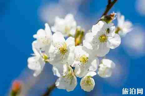 2019年春季武汉赏花攻略