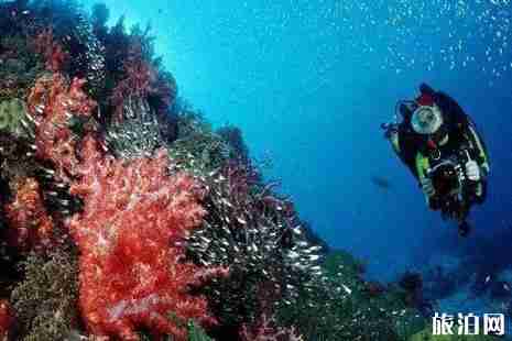 普吉岛潜水哪里好