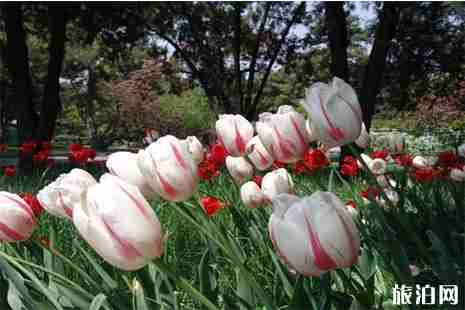 德州及周边赏花地点推荐 德州赏花好去处