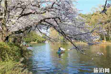 日本动漫赏樱花胜地盘点