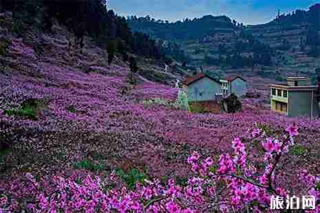 2019龙泉桃花节赏花线路+最佳赏花点