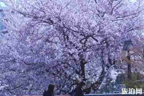 日本樱花电影取景地推荐
