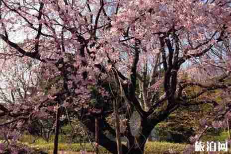 日本赏夜樱攻略