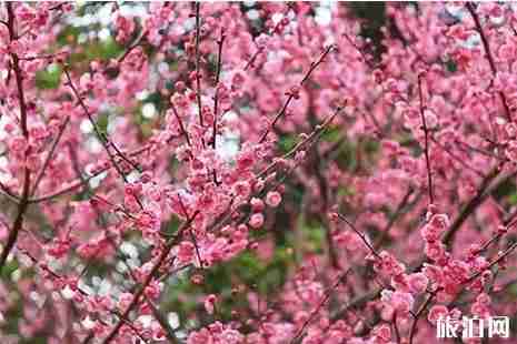 邵阳哪里有赏花的地方