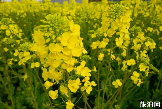 2019年汉中油菜花观赏期+观赏路线+免票政策