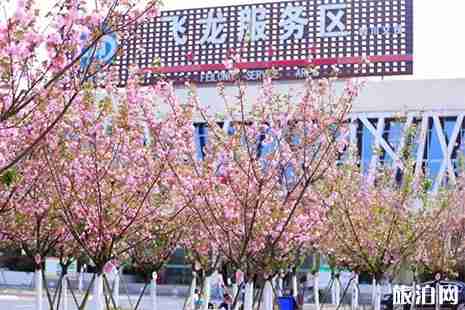 2019飞龙服务区第三届樱花节3月19日开启