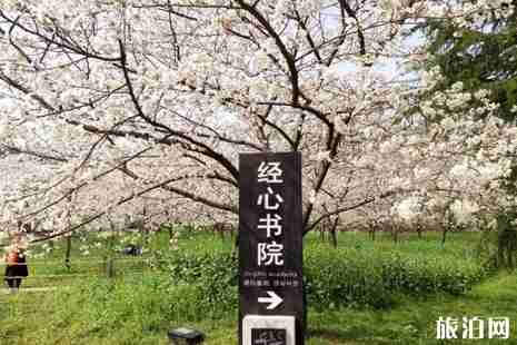 2019武汉东湖樱花节攻略