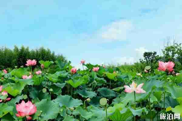 合肥荷花观赏地推荐 合肥荷花园在哪里