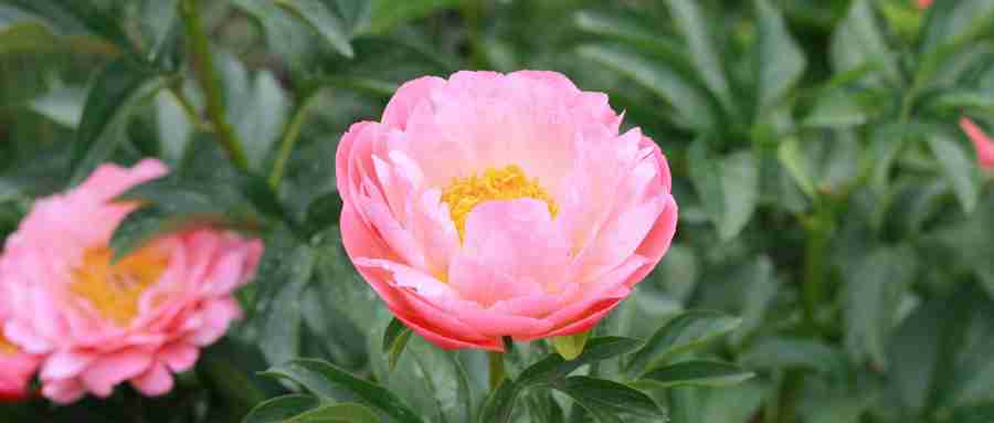 2020金堂花田廣興芍藥花節攻略（時間+活動+交通）