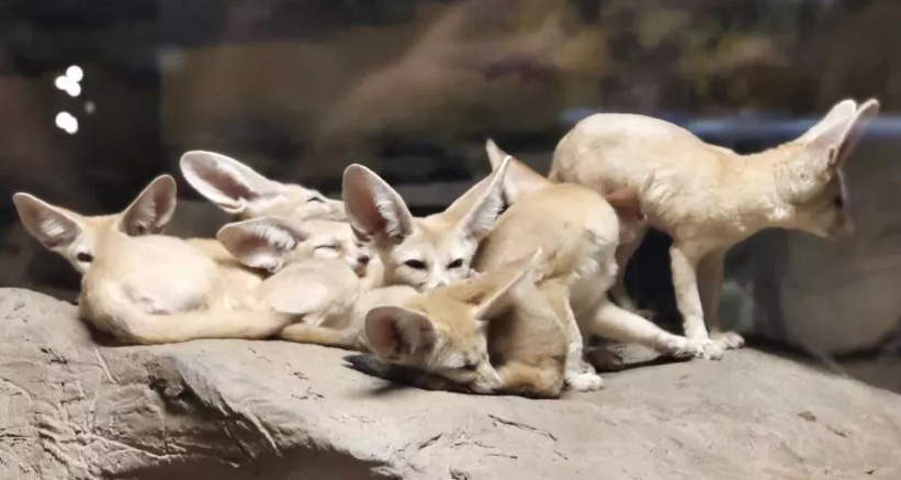 2020上海旅游节半价景点名单一览(图)