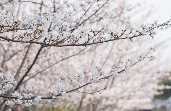 無錫紅沙灣生態園攻略（玩法+門票+交通）