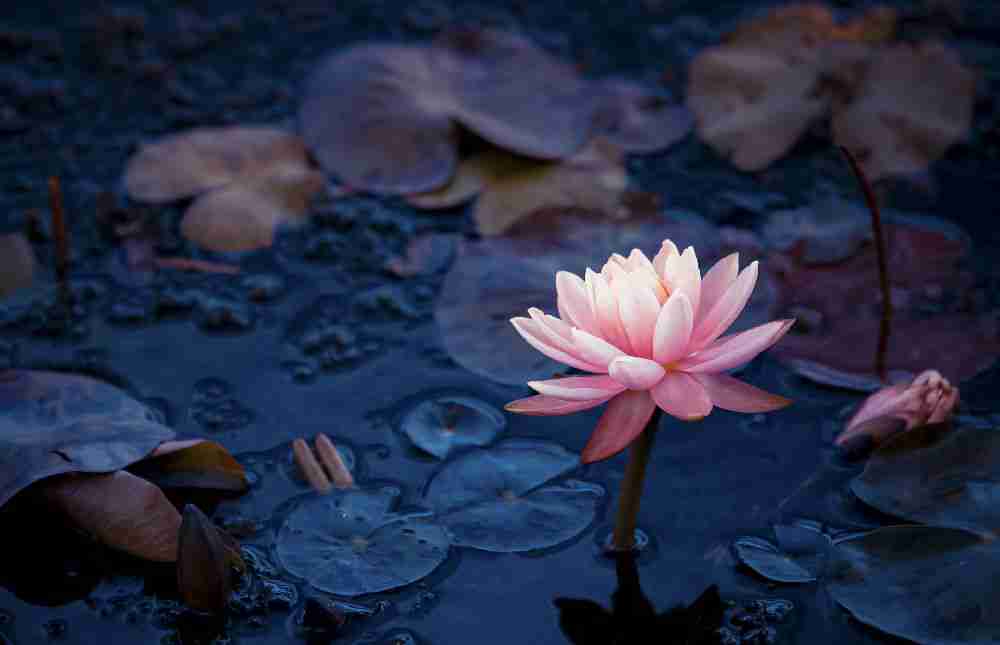 寧波植物園賞花攻略（門票+時間）