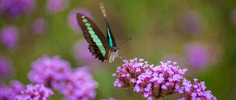 上海薰衣草公園在哪里（地址+門票+交通）