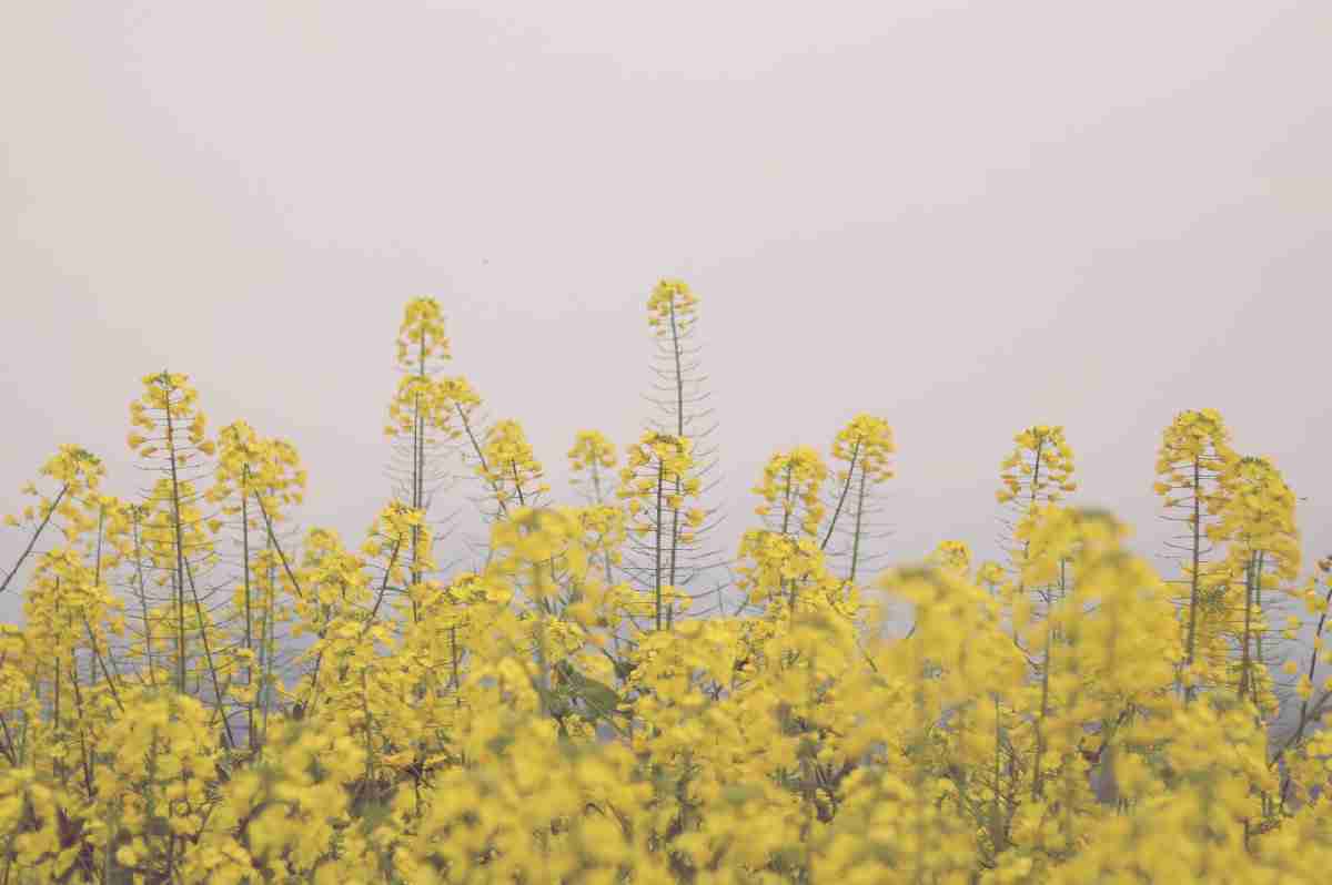 2020年重庆赏花:15个赏花好去处