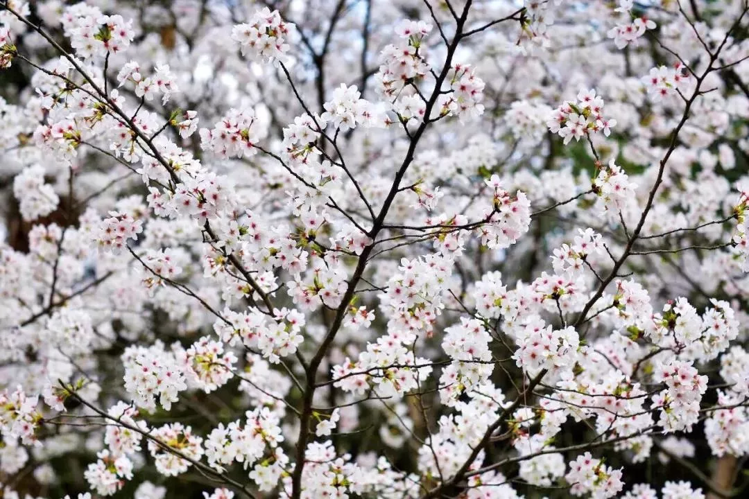 上海15個賞櫻好去處 最全櫻花地圖攻略