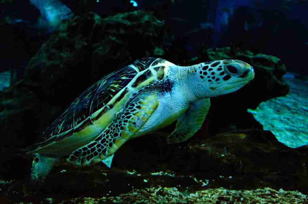 武汉东湖海洋世界游玩攻略（门票+交通+表演等）