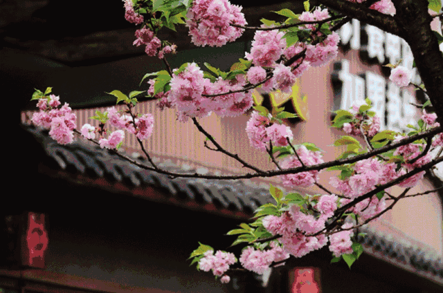 2019成都及周边樱花节汇总（持续更新）