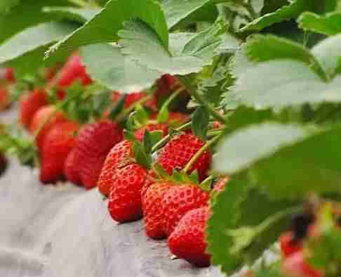 2020武汉摘草莓的地方（汉口篇）